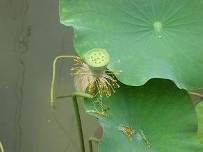 f:id:cangael:20110825113257j:image f:id:cangael:20110825113257j:image