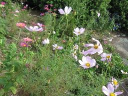 f:id:cangael:20110918153150j:image:right