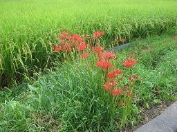 f:id:cangael:20110921115133j:image