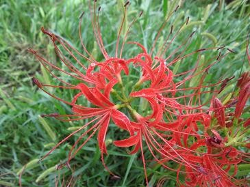 f:id:cangael:20110921115245j:image:right