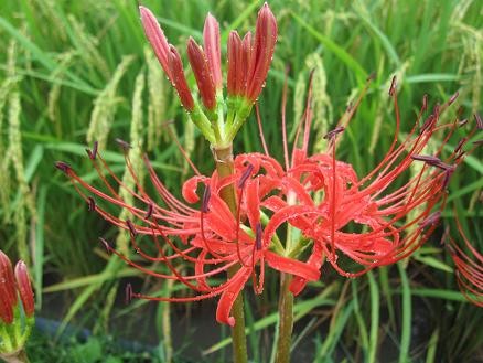 f:id:cangael:20110921115309j:image:left