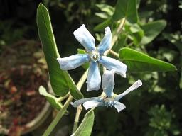 f:id:cangael:20110929140015j:image:left f:id:cangael:20110929140015j:image:left