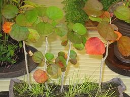 f:id:cangael:20111008162315j:image f:id:cangael:20111008162315j:image