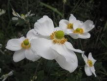 f:id:cangael:20111024140005j:image:left