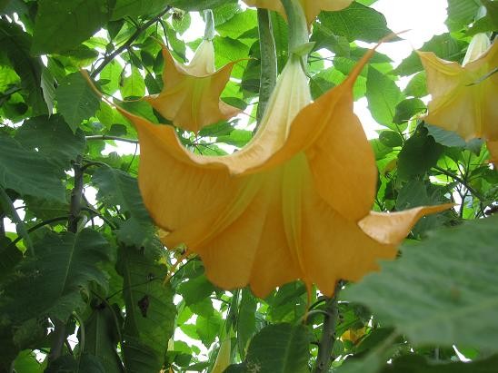 f:id:cangael:20111025152422j:image