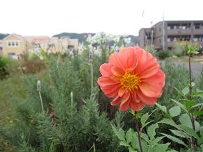 f:id:cangael:20111025152448j:image:right