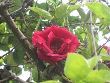 f:id:cangael:20111110120148j:image:left