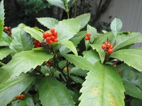 f:id:cangael:20111110120449j:image:left f:id:cangael:20111110120449j:image:left