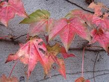 f:id:cangael:20111111152534j:image:right
