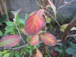 f:id:cangael:20111116155035j:image f:id:cangael:20111116155035j:image
