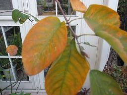 f:id:cangael:20111116155407j:image f:id:cangael:20111116155407j:image