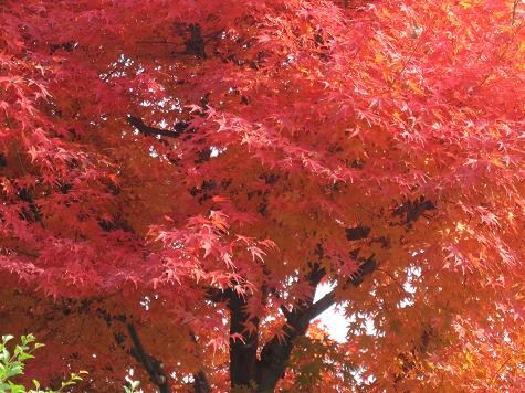 f:id:cangael:20111130093938j:image