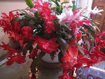 f:id:cangael:20111213090145j:image:left