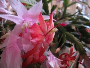 f:id:cangael:20111219101156j:image