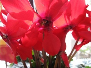 f:id:cangael:20111219110322j:image