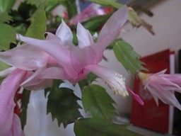 f:id:cangael:20111220114756j:image:left