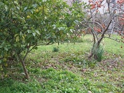 f:id:cangael:20111222132045j:image:left