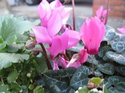 f:id:cangael:20111223162941j:image:left
