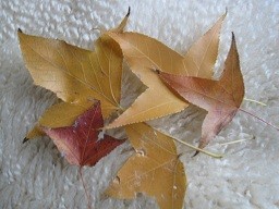 f:id:cangael:20111224155350j:image