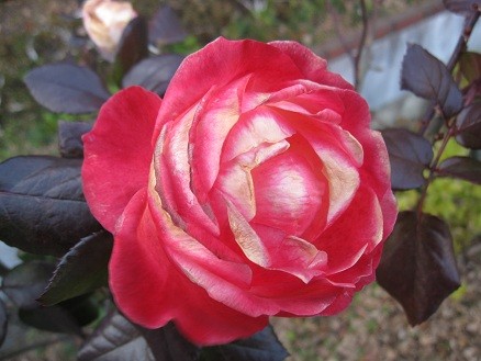 f:id:cangael:20120110152744j:image:left