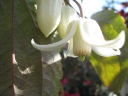 f:id:cangael:20120113115621j:image:right