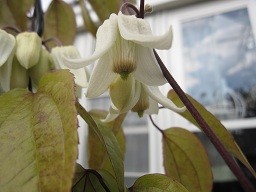 f:id:cangael:20120113143408j:image:right