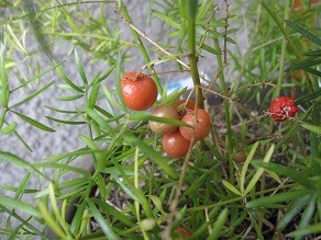 f:id:cangael:20120119120603j:image