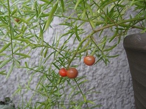 f:id:cangael:20120119120640j:image