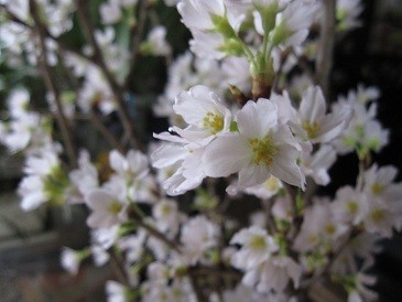 f:id:cangael:20120121092219j:image:right