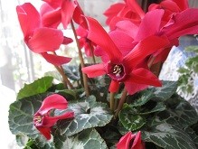 f:id:cangael:20120122135220j:image:right