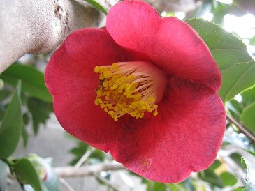 f:id:cangael:20120127130419j:image:right