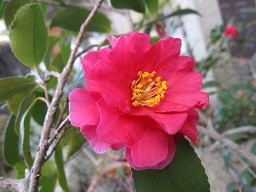 f:id:cangael:20120227160008j:image:left