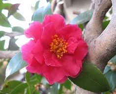 f:id:cangael:20120227160038j:image:right