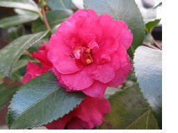 f:id:cangael:20120227160052j:image:right