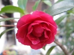 f:id:cangael:20120227160114j:image:left