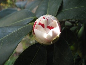 f:id:cangael:20120301114723j:image:right f:id:cangael:20120301114723j:image:right