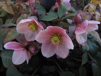 f:id:cangael:20120314155103j:image:right
