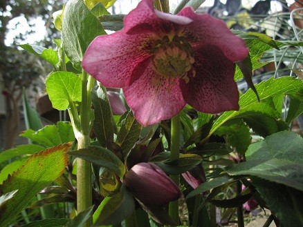 f:id:cangael:20120316103940j:image:right