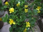f:id:cangael:20120316104009j:image