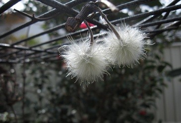 f:id:cangael:20120316104330j:image:left