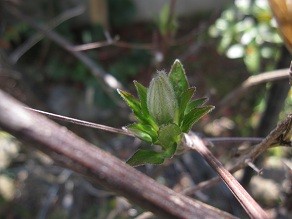f:id:cangael:20120321115150j:image