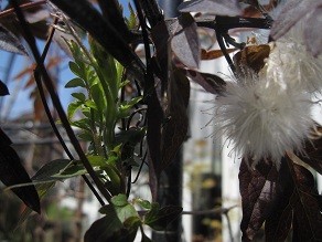 f:id:cangael:20120321115209j:image