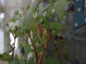 f:id:cangael:20120321121625j:image:left