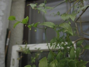 f:id:cangael:20120321121639j:image:right