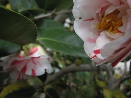f:id:cangael:20120322140753j:image:right