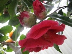 f:id:cangael:20120326121549j:image:left