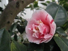 f:id:cangael:20120326121600j:image:right