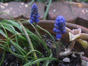 f:id:cangael:20120402155536j:image:right