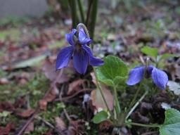 f:id:cangael:20120402155805j:image:right