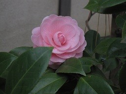 f:id:cangael:20120406150408j:image:left f:id:cangael:20120406150408j:image:left